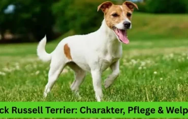 Jack Russell Terrier: Charakter, Pflege & Welpen