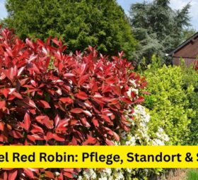 Glanzmispel Red Robin: Pflege, Standort & Schnitt