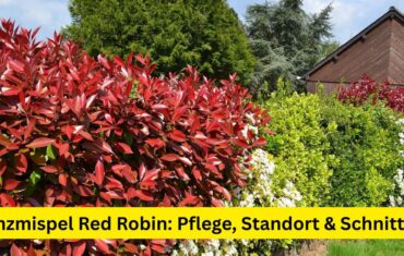 Glanzmispel Red Robin: Pflege, Standort & Schnitt